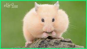 Makanan Hamster Hamster Makan Apa Saja Di Habitat Aslinya Hamster Hewan Peliharaan Hewan