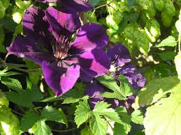Maybe you would like to learn more about one of these? Clematis V Betty Corning Clematis Viticella Prince Charles Archive