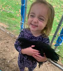 Treating Vent Gleet in Hens: Guidance Needed