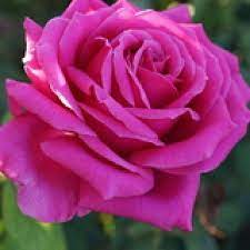 Miranda Lambert Rose Tea Roses Hybrid Tea Roses Flower Background Iphone