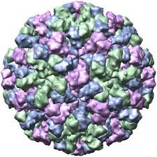 For anyone interested, i've put up a couple of images of the dreaded norovirus. Humane Noroviren Wikipedia