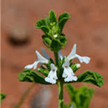 Image result for Acrotome hispida