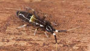 Springtails are most often observes in sinks and tubs. Tiny Jumping Bugs In The Bathroom