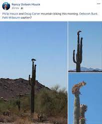 Anyone who has a cat knows they have the marvelous ability to sleep wherever they want, however they want. Bobcat Sitting On Top Of Tall Cactus Goes Viral After Being Spotted By 2 Bikers Cbs News