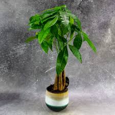 Image result for pachira obrázek