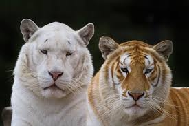 His name is bhim, son of a white amur tiger named tony. Jeevoka The Golden Tigress Of India Not A Reason For Celebration