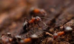 Lots of stories to that effect when someone was penned on a fire ant hill. Get Rid Of Ants With These Proven Methods