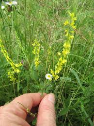 Image result for Croton longipedicellatus
