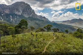Image result for Olinia chimanimani