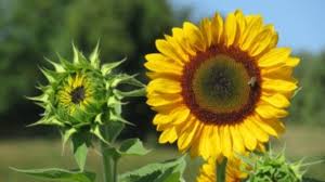 Sunflower Growth Timeline And Life Cycle 8 Stages With