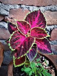 Image result for Coleus scutellarioides