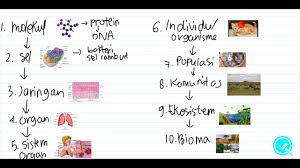 Jawaban quipper biologi kelas 11. Biologi Sma Kelas X Ruang Lingkup Biologi Part 2 Youtube