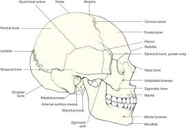 Image result for Frontal Bone