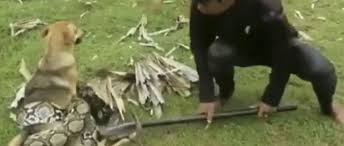Ce schimbări majore aduce anul câinelui de pământ: Video Momentul Incredibil In Care Trei Copii Se LuptÄƒ Cu Un È™arpe UriaÈ™ Pentru A È™i Salva Cainele Aiudeanul Stiri