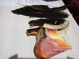 Orang dayak kenyah mempercayai nenek moyang mereka berasal dari. Makan Burung Enggang 2 Lelaki Kuansing Ini Dijerat Hukum Riau Kepri Com