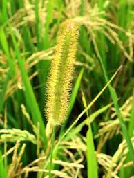 Image result for Setaria sp.