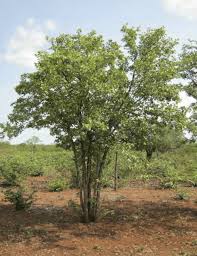 Image result for Colophospermum