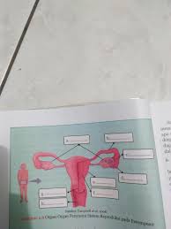 Jul 04, 2020 · buku ipa smp kelas 8 semester 2 kurikulum 2013 intan pariwara di. Ipa Kls 9 Hal 16 Organ Penyusun Sistem Reproduksi Perempuan Brainly Co Id