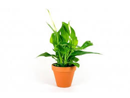 Image result for Kořenokvětka Aspidistra