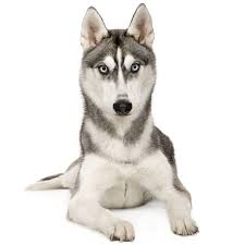 Alaskan malamute dogs apply a dedicated work ethic to everything they do—even playtime! Alaskan Husky Dog Breed Information Temperament Health