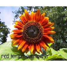 They grow to two feet in height and look great as borders or when placed in a vase. Red Variety Sunflower Flower Seeds Red Lemon Little Becka Shopee Philippines
