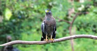 Gambar tato burung rajawali gambar hitam hd. 17 Jenis Elang Di Indonesia Ciri Sebaran Status Konservasi