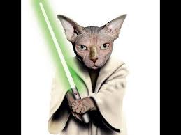 Jedi Cats Jedi Cats Best Of Trailer Jedi Kitten Jedi Force Lightsaber Funny Kitens Hewan Kucing Anjing Piaraan