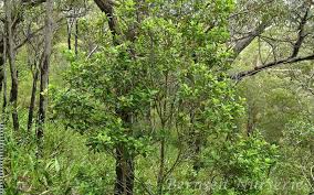 Image result for Rapanea