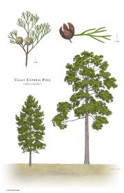 Image result for Callitris