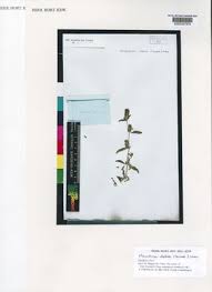 Image result for Meiosperma debile