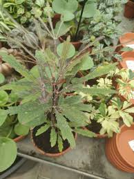 Image result for Plerandra