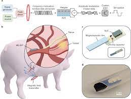 A wireless millimetric magnetoelectric implant for the endovascular  stimulation of peripheral nerves 