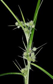 Image result for Rhynchospora brevirostris