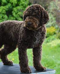 Nice Haircut For A Lagotto Cute Dogs And Puppies D Is For Dog Rare Dog Breeds