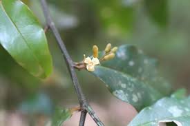 Image result for Olax pentandra