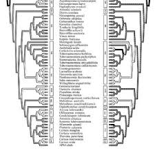 Image result for Callichilia orientalis