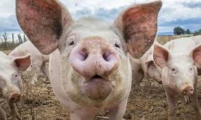 31 octombrie 2018, 09:03 (actualizat 31 octombrie 2018, 09:20) |. Zeci De Porci UciÈ™i Pesta PorcinÄƒ A Lovit In Vecinii Gorjului Jienii