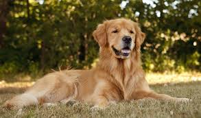 Golden retriever puppies central illinois. Golden Retriever
