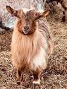 Australian Miniature Goat