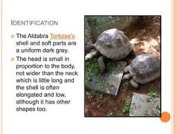 The Galápagos Giant Tortoises (Chelonoidis Sp), The Charle… | Flickr