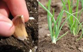 Cara menanam bawang putih hidroponik adalah menghilangkan sebanyak mungkin hambatan antara akar tanaman dan air, oksigen, dan nutrisi yang dibutuhkan untuk tumbuh. Tanam Bawang Putih Dari Awal Hingga Kutip Hasil Begini Boleh Follow Keluarga