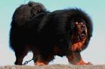 10 Popular Big fluffy Dog Breeds - Me And My Pet