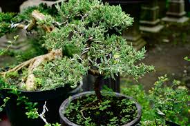 Check out our cypress bonsai selection for the very best in unique or custom, handmade pieces from our plants shops. How To Grow And Care For Juniper Bonsai