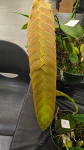 Image result for Bulbophyllum vulcanicum