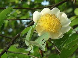 Image result for Oncoba