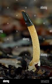 Image result for Mutinus caninus