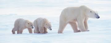 The polar bear is a powerful and majestic creature, often associated with this group has been responsible for tagging and tracking roughly 100 bears per year, and has. Polar Bears And Global Warming Saving Earth Encyclopedia Britannica