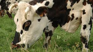 Combien Coute Un Hectare D Herbe Ensile Fauche Pature