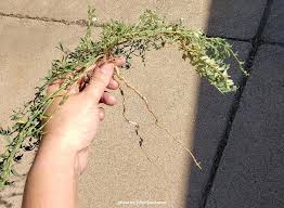 For example, if the weeds are an. Can You Give Students A Decent Semester Even Now Professor City