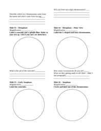 Maybe you would like to learn more about one of these? Microviewer Lab Animal Cell Mitosis By Ian Keith Tpt